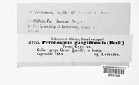 Peronospora ganglioniformis image